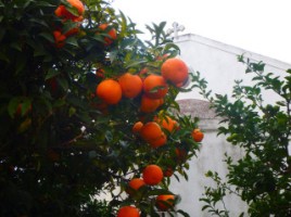 orangen in episkopi kreta
