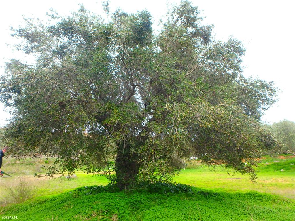 Olivenbaum Kreta