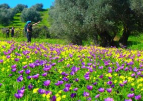 informationen-zu-blumen-aus-kreta