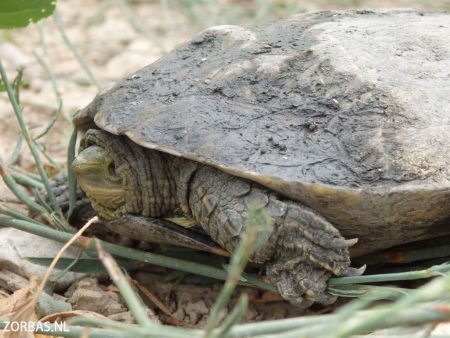 infos zur natur auf kreta